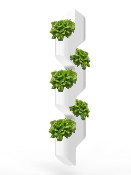 A vertical hydroponic system pipe with crisp butter lettuce growing out of it