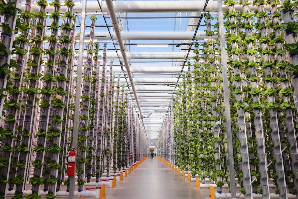 blue skies at a vertical greenhouse in texas - vertical farming of hydroponic produce at eden green technology.jpg