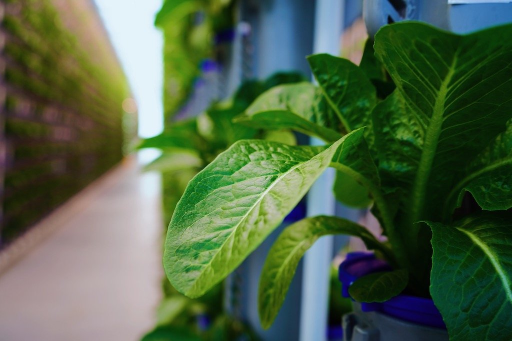 hydroponic romaine in a vertical greenhouse - vertical farming at eden green technology.jpg