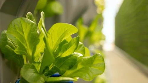 WHAT LEAFY GREEN HAS THE MOST NUTRIENTS visual data 6