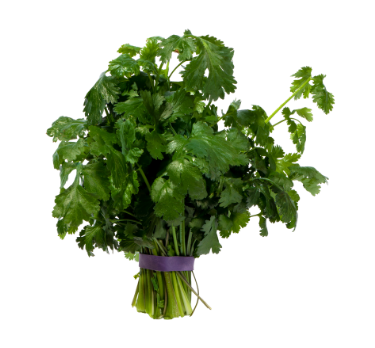 cilantro.png