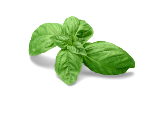 basil-2.png