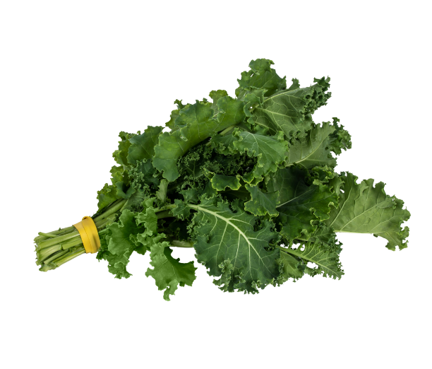 Fresh kale bundle tied with a yellow rubber band on a white background.