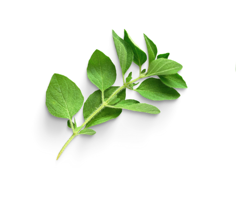oregano.png