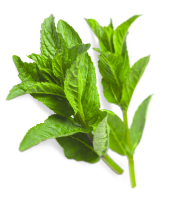 mint.png