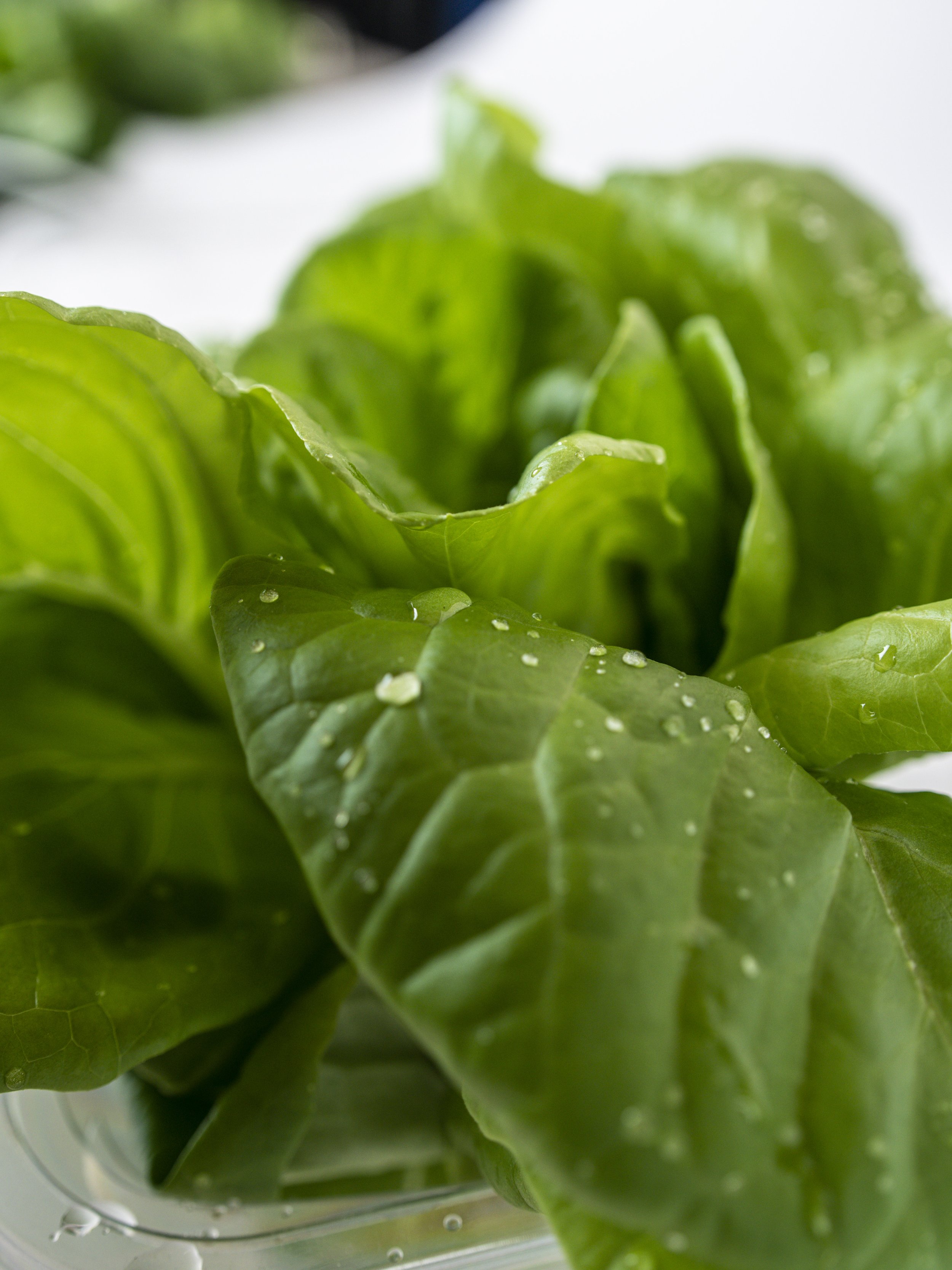 Close-up of fresh green lettuce leaves with water droplets.