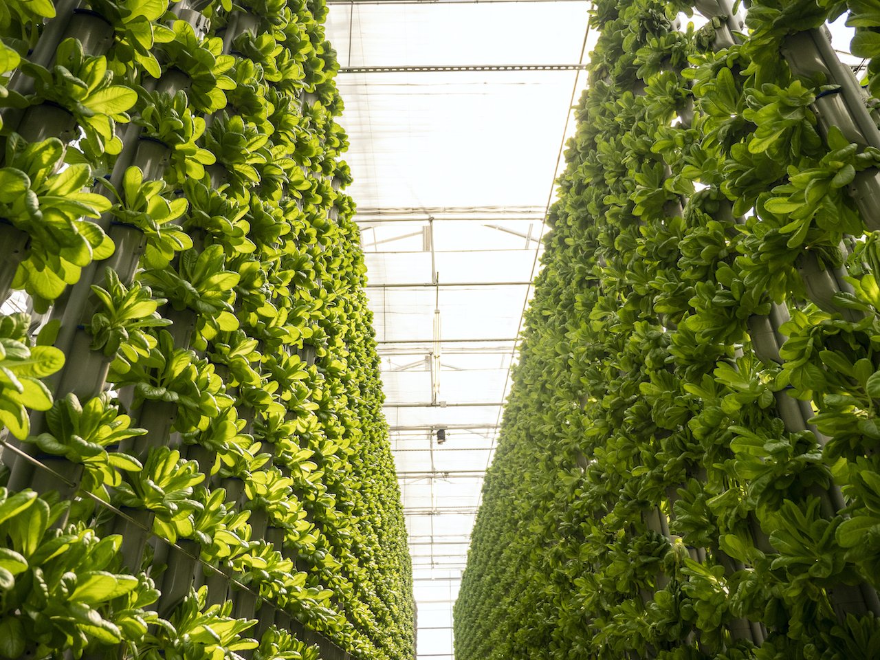 A vertical hydroponic wall of leafy greens in an Eden Green greenhouse