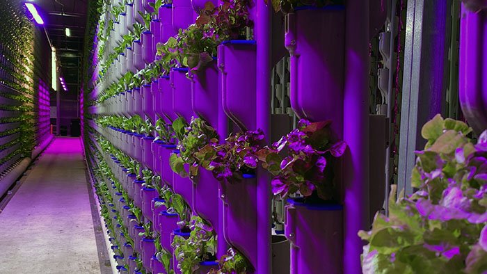 How to Choose the Ideal Light Spectrum for Winter Hydroponics