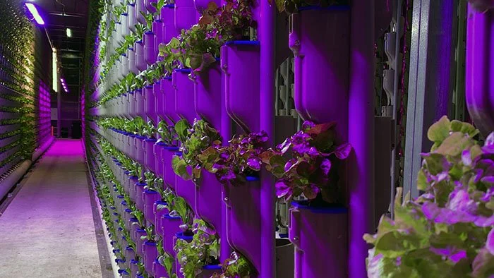 Hydroponic Lights: How They Work, Best Options, & More | Eden Green