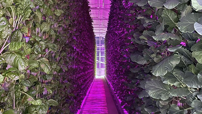Hydroponic Lights How They Work Best