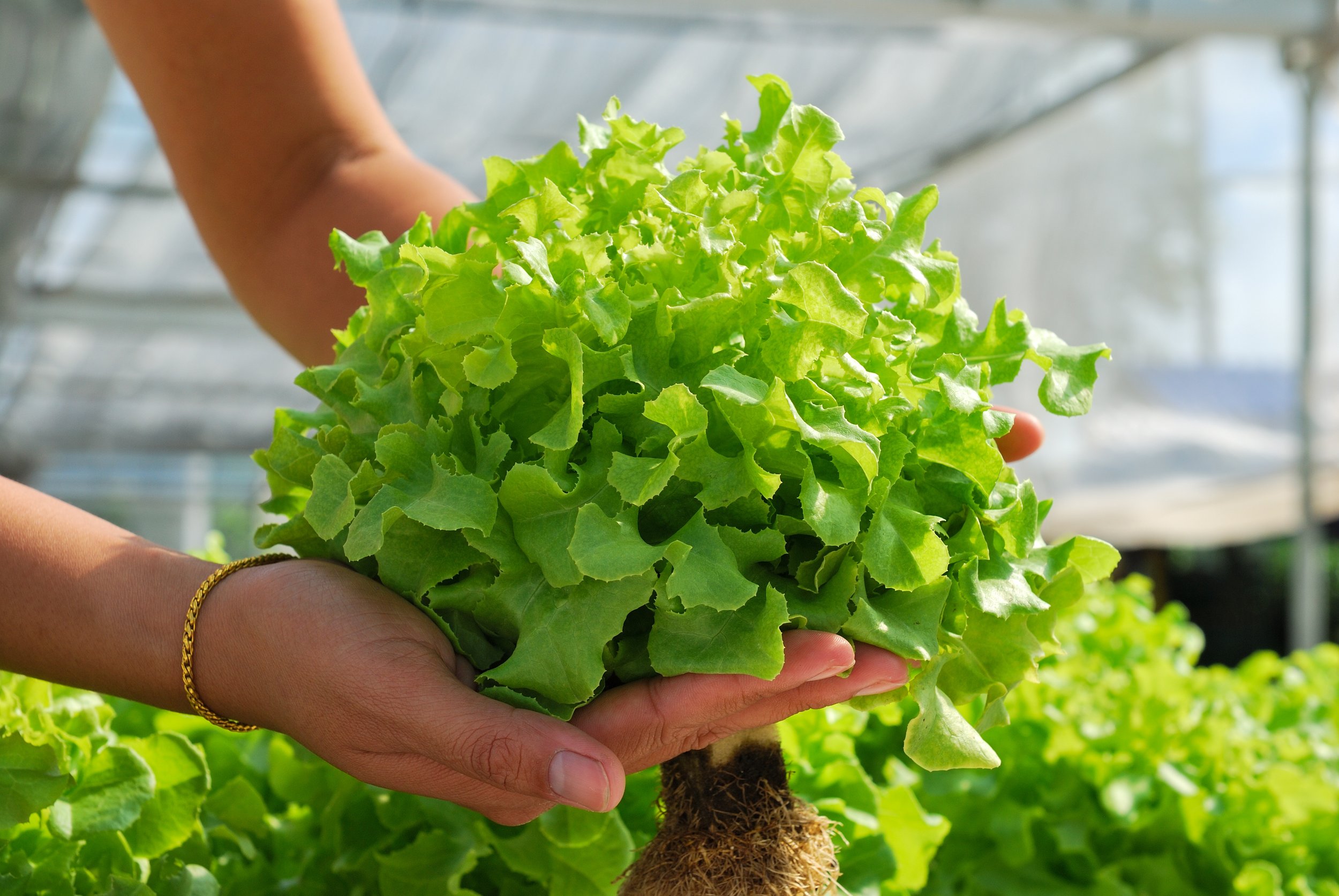 Person holding a bunch of green lettuce in a greenhouse.