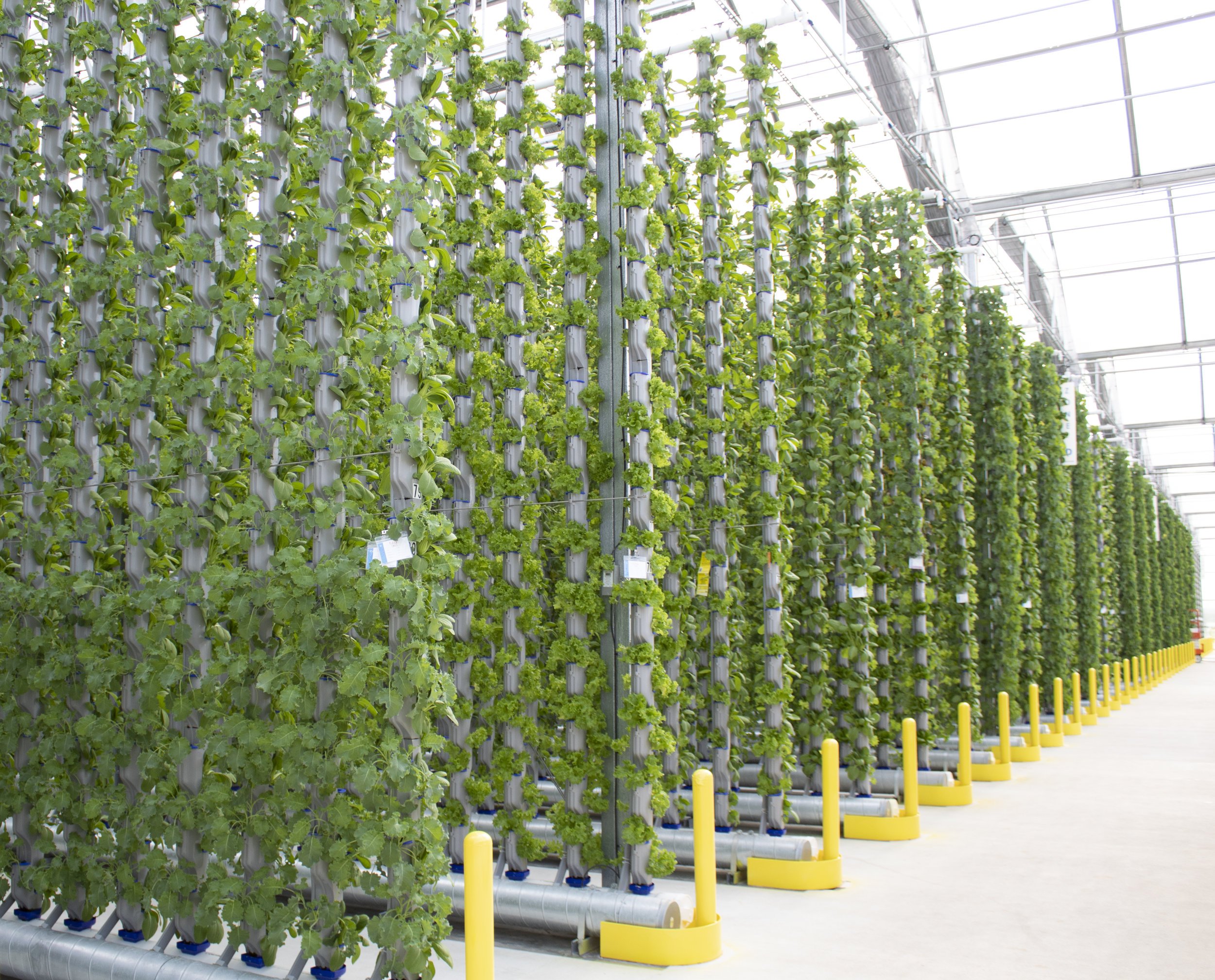 Rows and rows of vertical hydroponic walls
