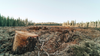 Deforestation and Forest Degradation: Causes, Impacts, Solutions | Eden ...
