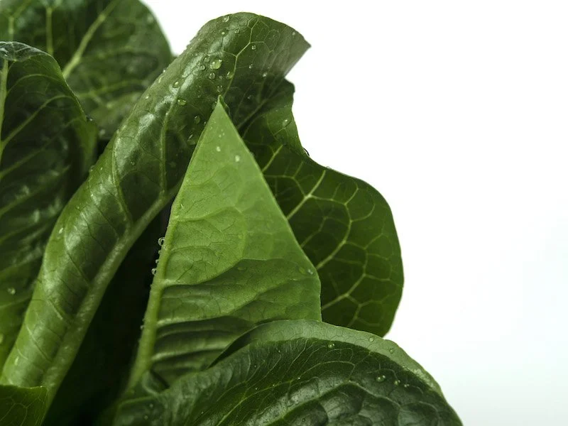 Close-up of fresh green leafy vegetables with water droplets on the surface.