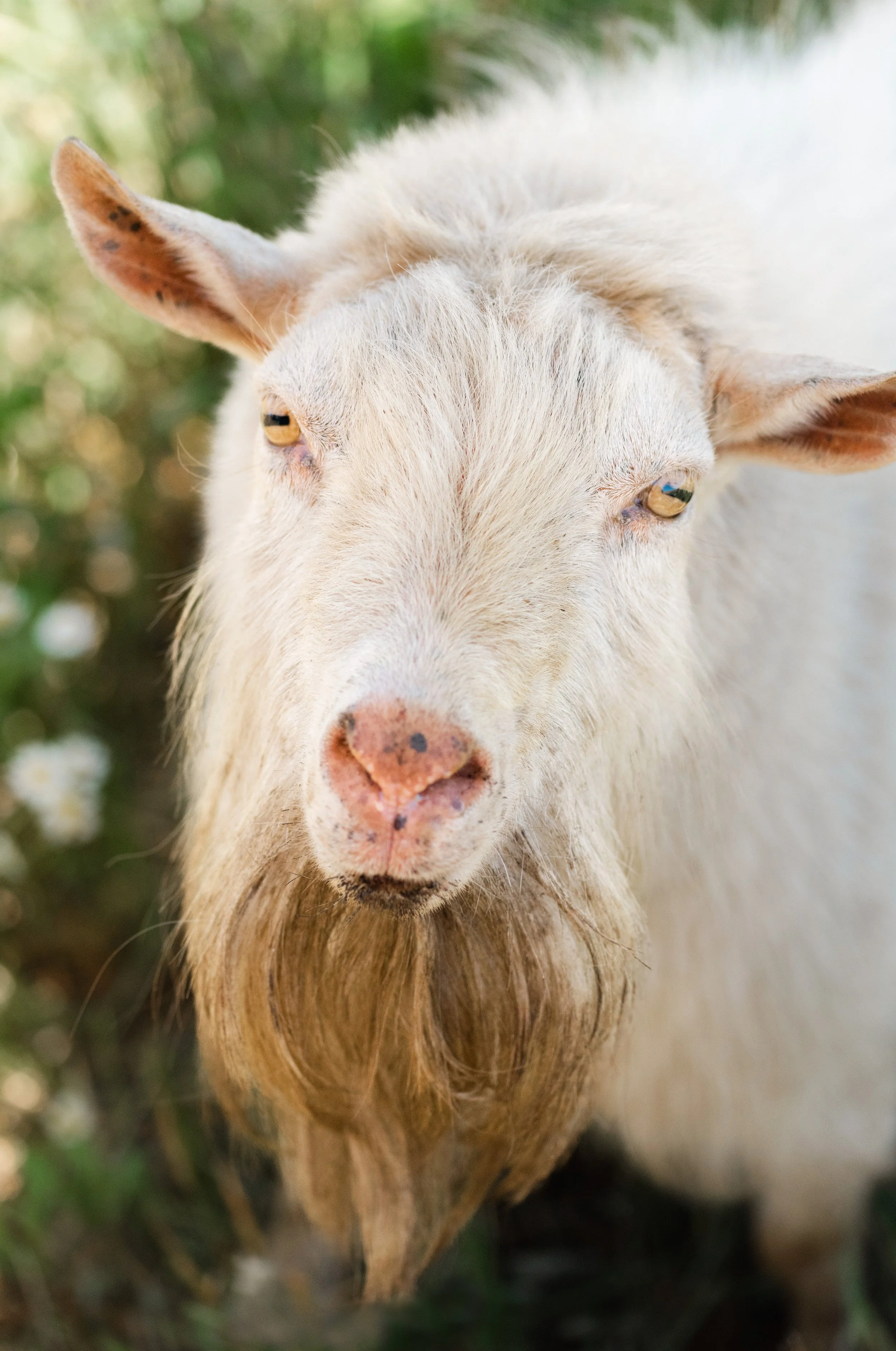 Big Star Ranch Full Blood Registered Wagyu and Livestock