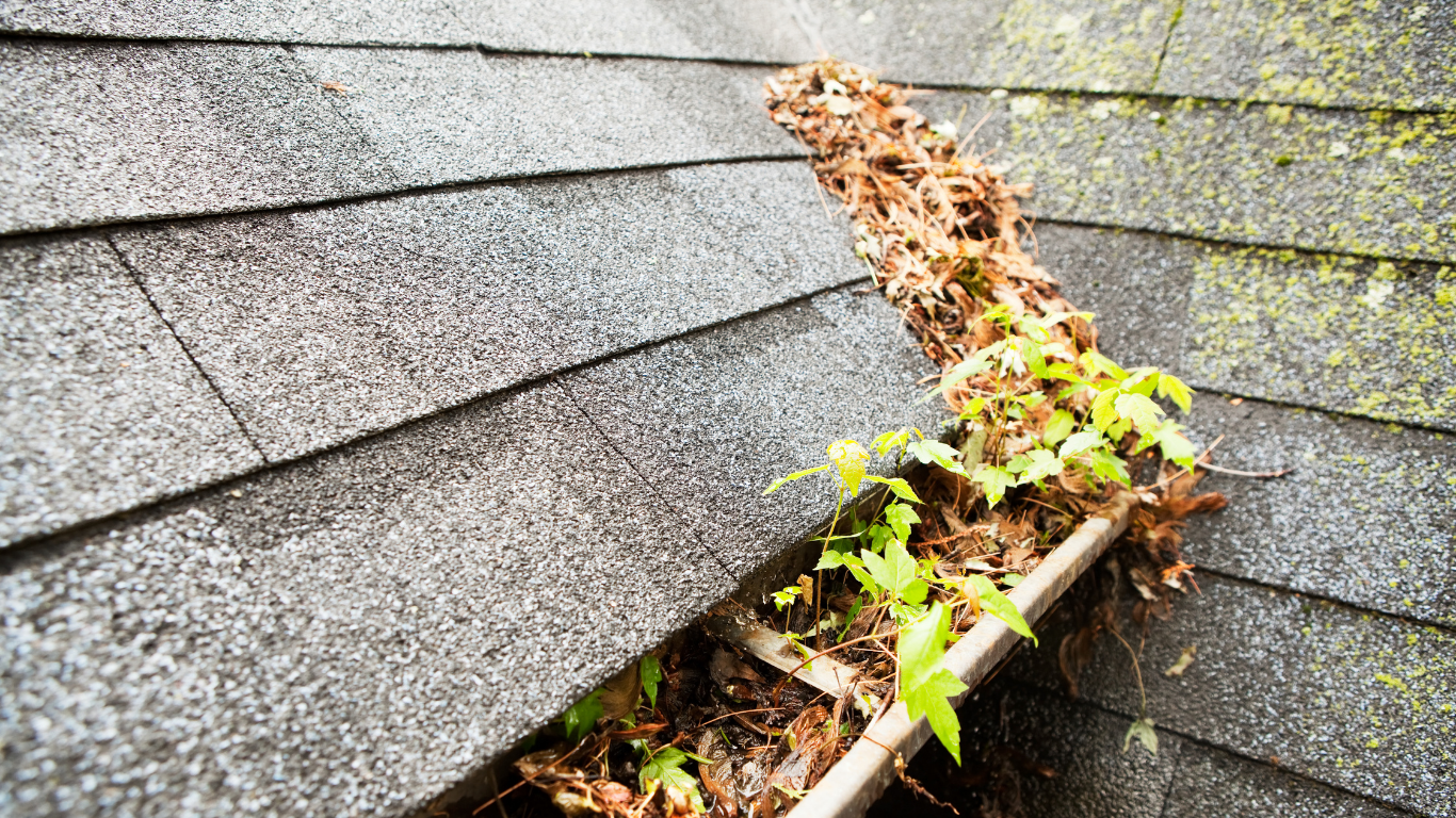 A decaying roof and gutters with leaves and plants in them