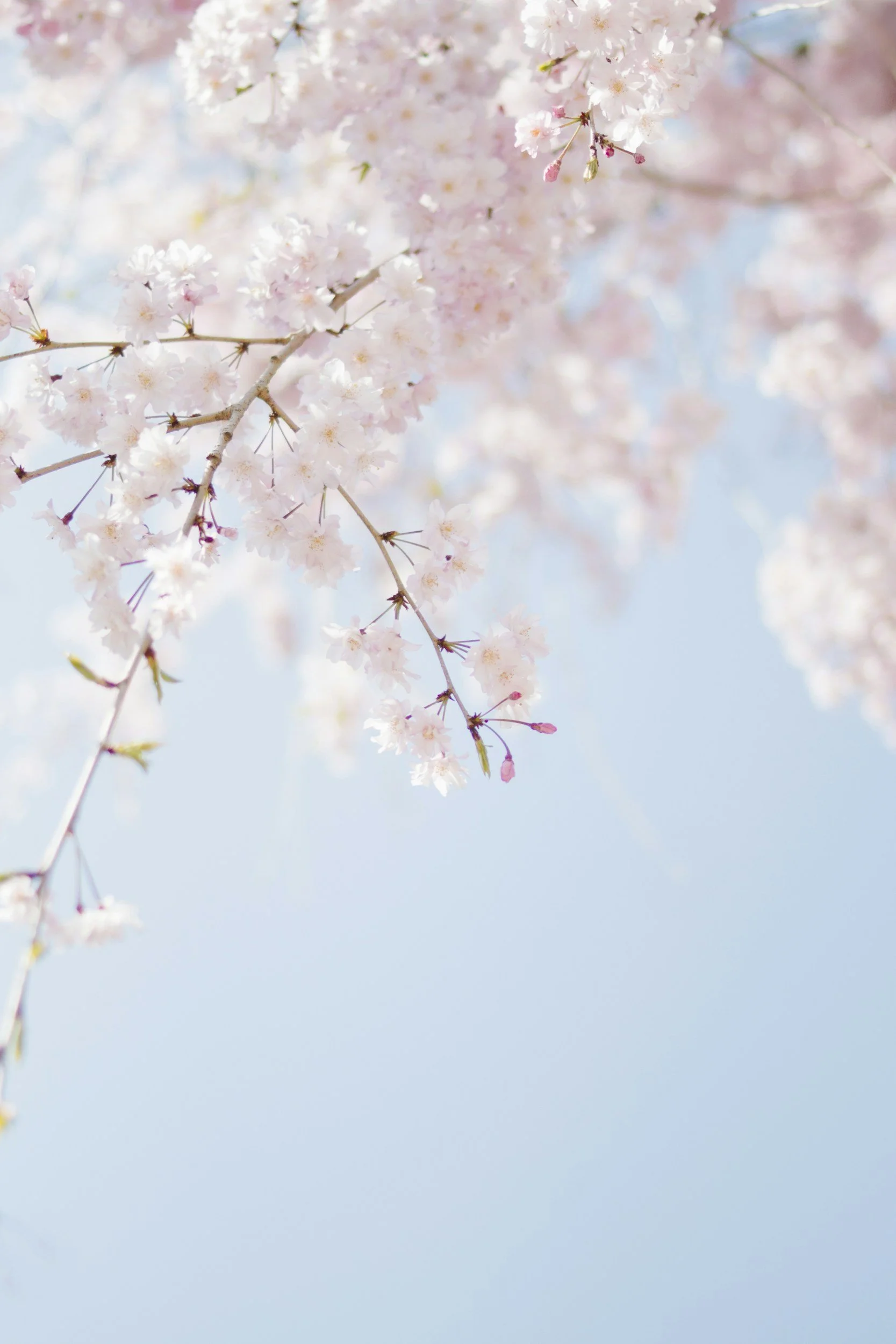 New budding flowers on a branch against a blue sky background