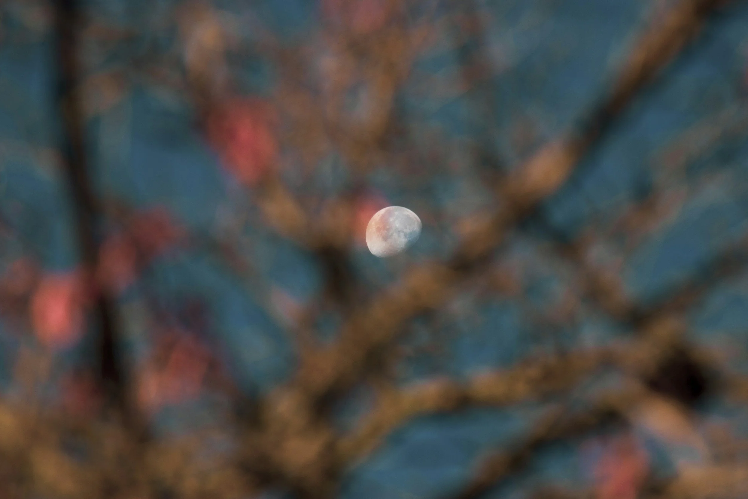 Magenta flower blossoms out of focus and covering a background of dusk sky with waxing moon