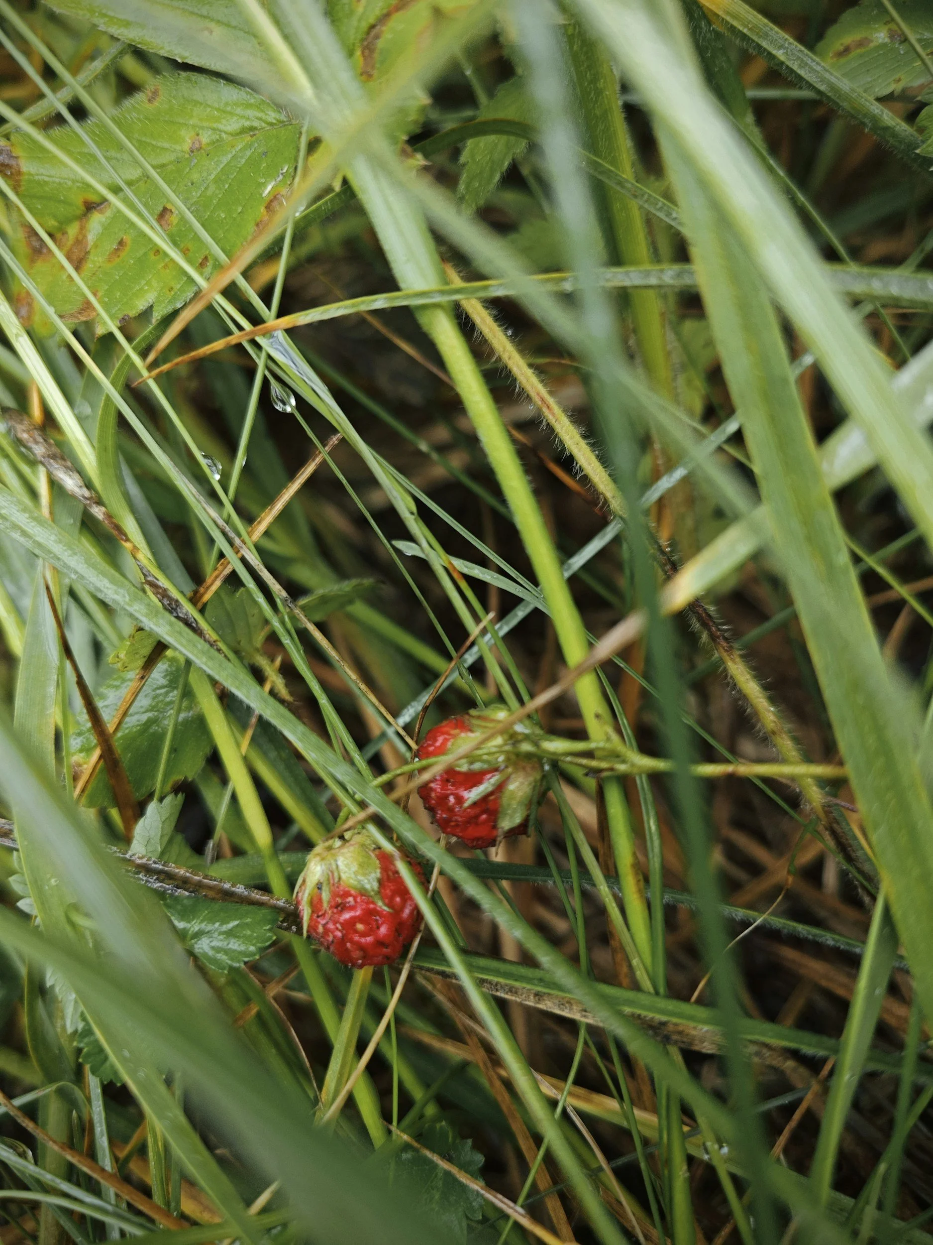 Two small wild strawberries sit lost in the grass. Close up.