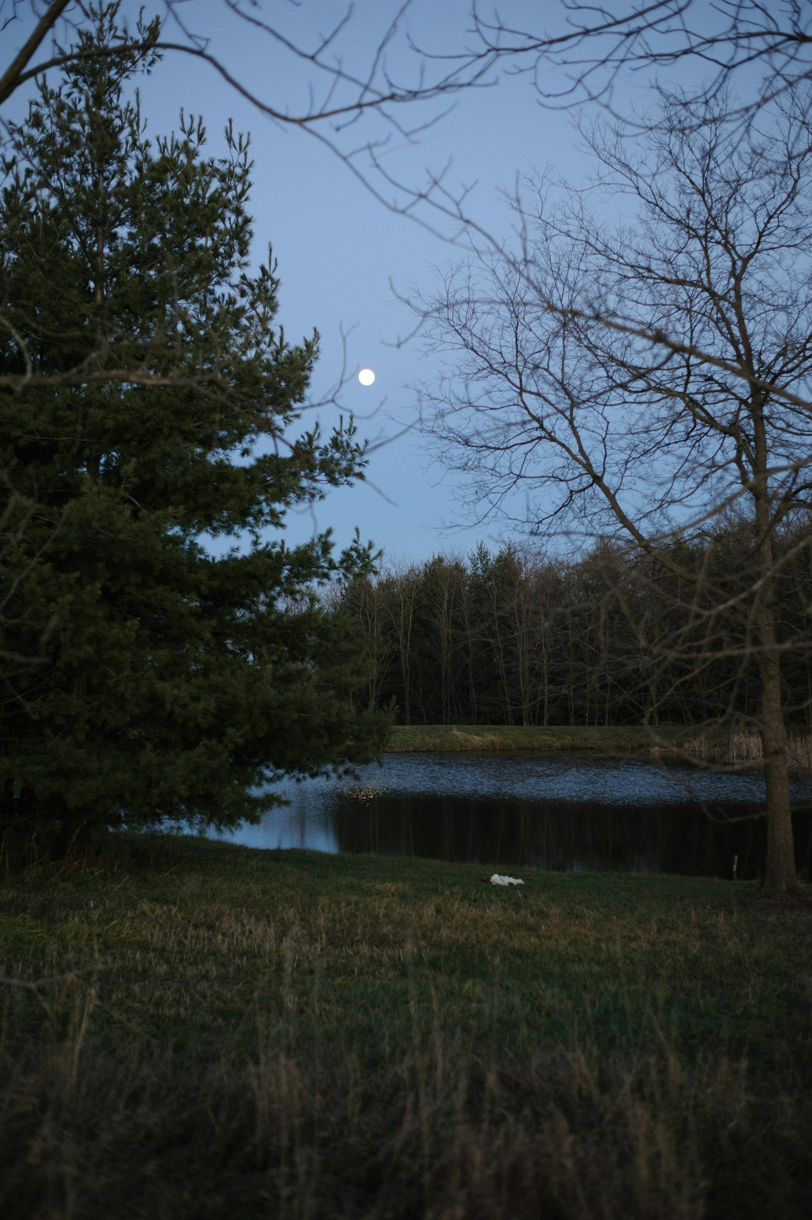 Night time picture of the forest with a lake interjecting midfield and the moon behind. A large evergreen is in the foreground.