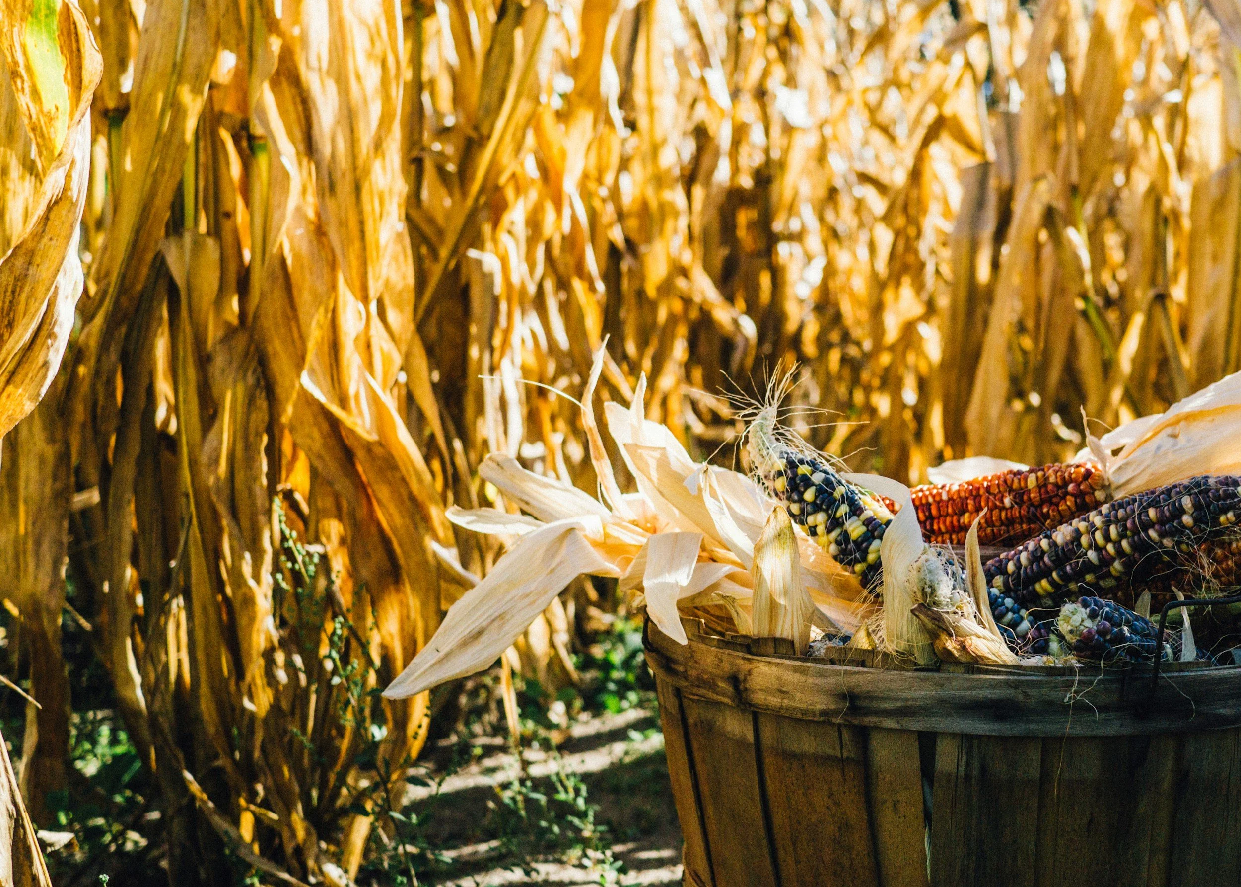 Brown corn stocks stand tall in the background with sunshine on them. In the foreground is a bushel of painted corn. 
