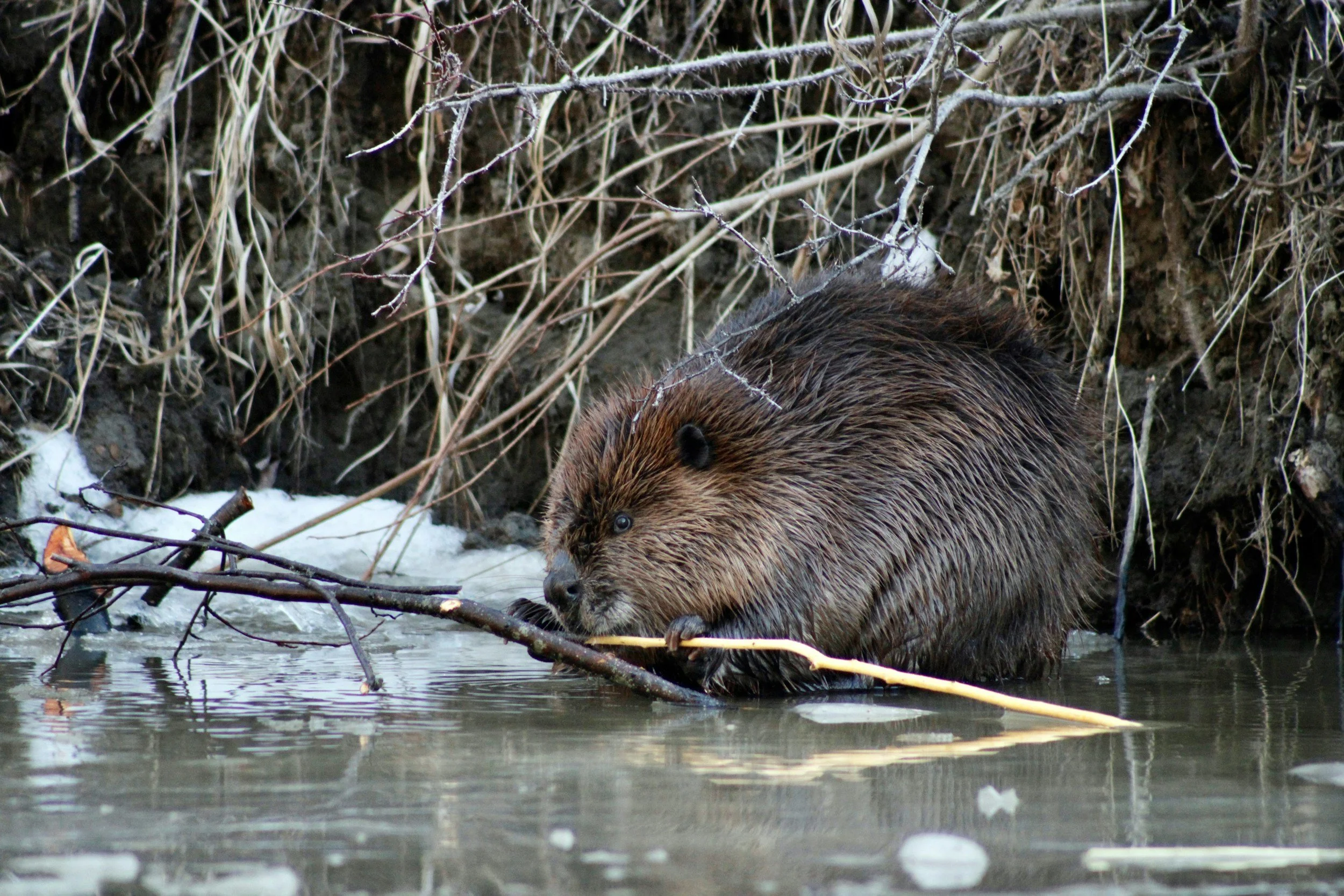 close up of a beaver chewing a stick on the shore of a river. There is a bit of snow behind him but the water is not frozen.