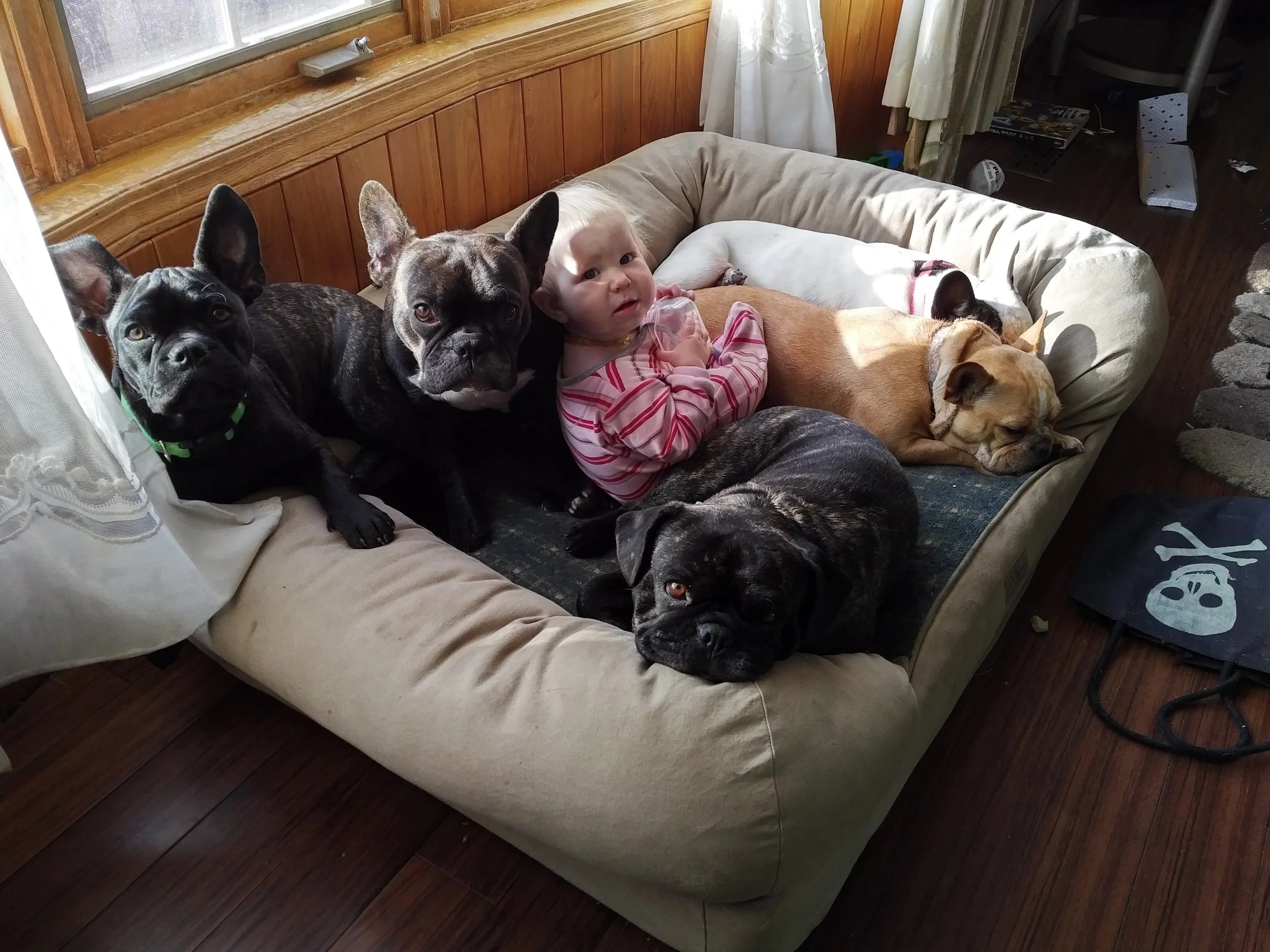 Animal Friendships