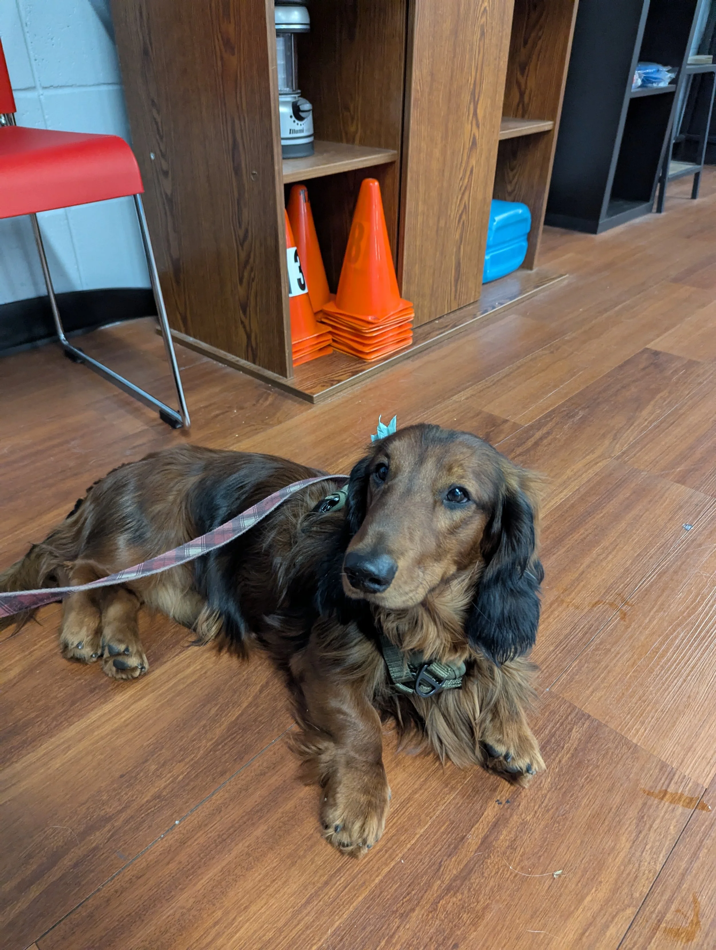 Long haired standard dachshund practices his down stay command. He is red brown coloured with black tips on his ears and tail.
