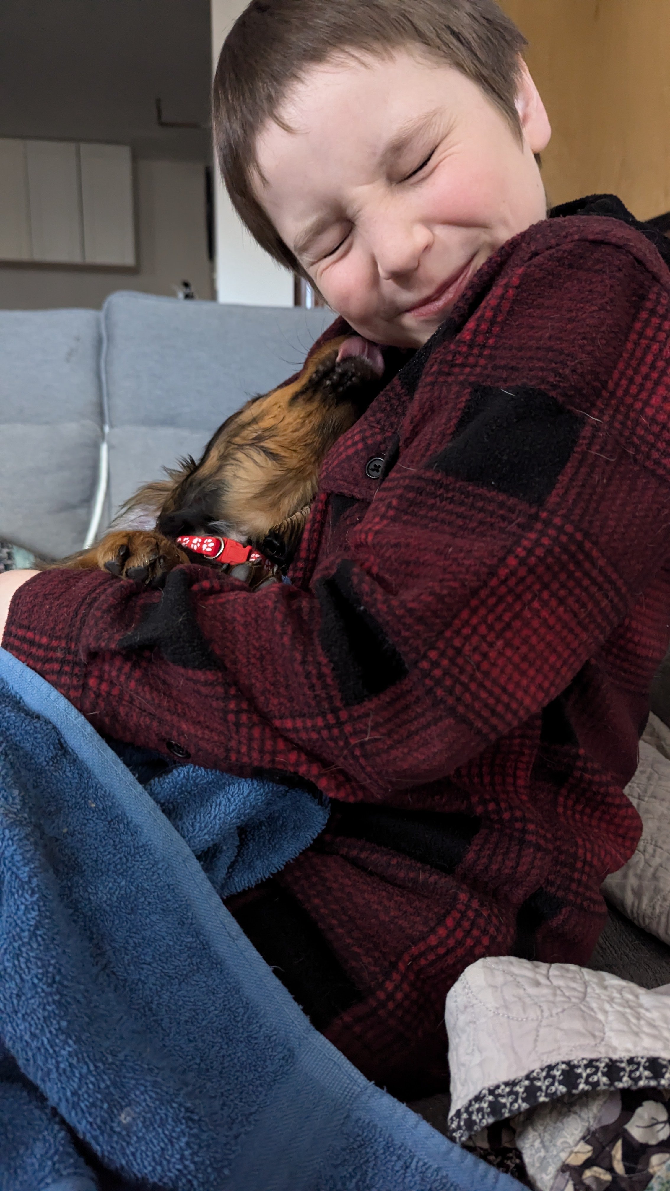 Long haired standard dachshund licks his boys face and the boy is smiling and cringing at the same time. A funny moment. Dog is red brown coloured with black tips on his ears and tail.