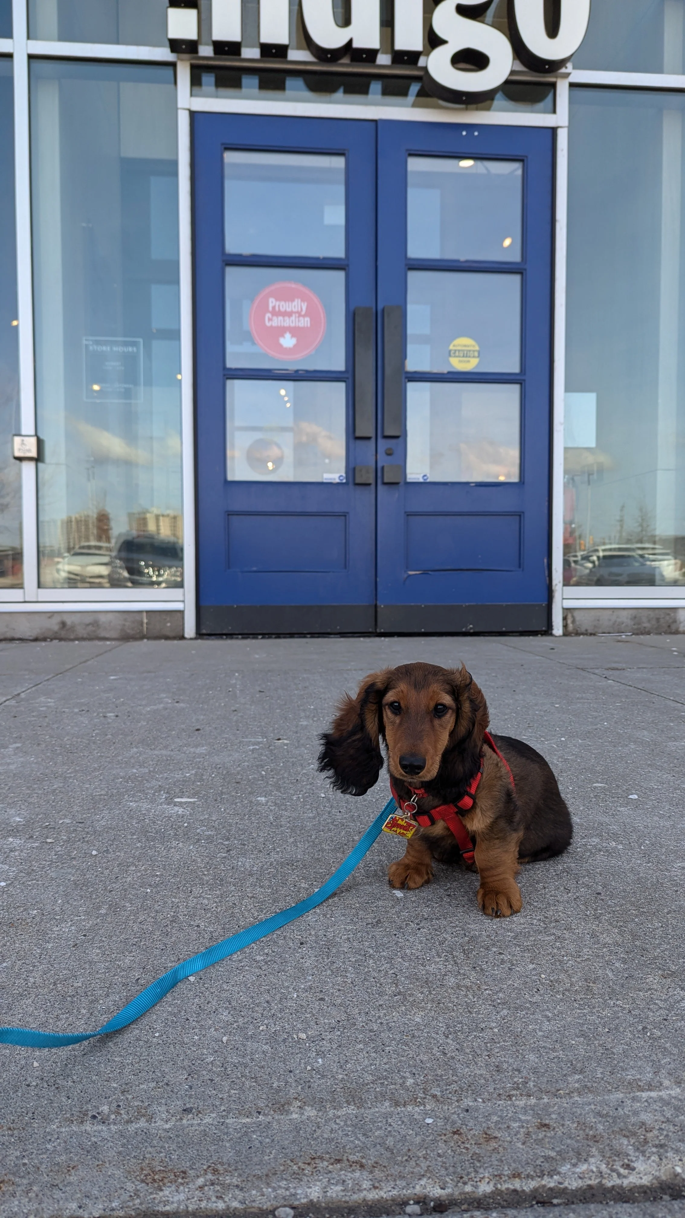 Long haired standard dachshund practices his sit stay command outside of a bookstore. He is red brown coloured with black tips on his ears and tail.