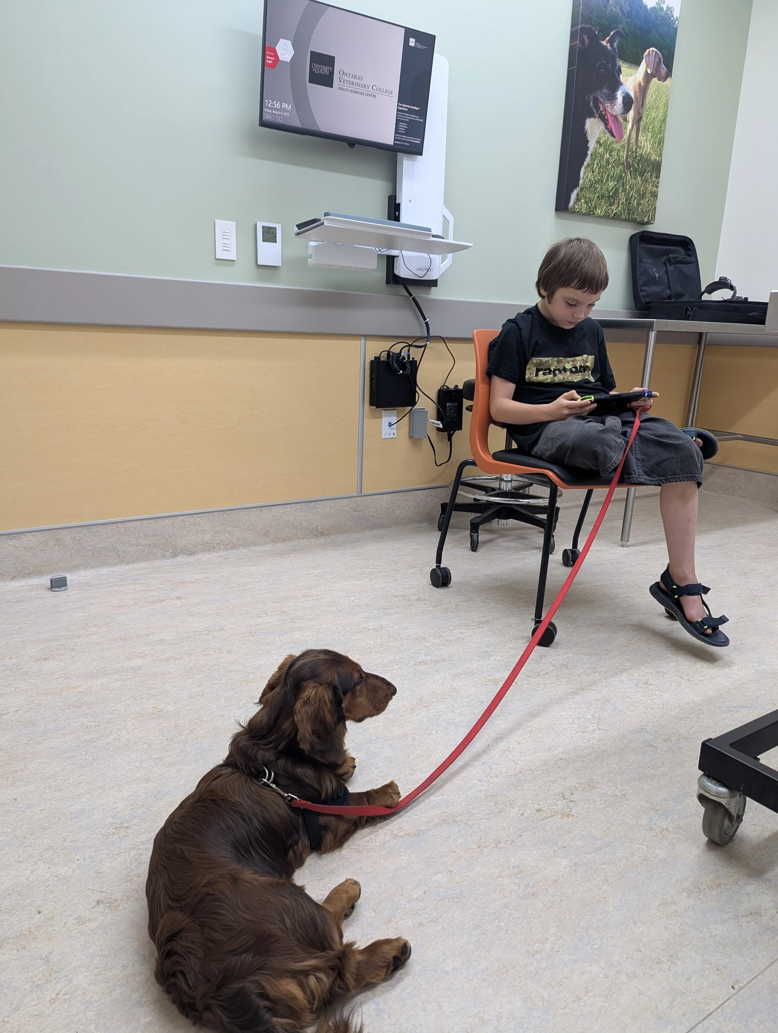 standard dachshund lays with boy in medical office