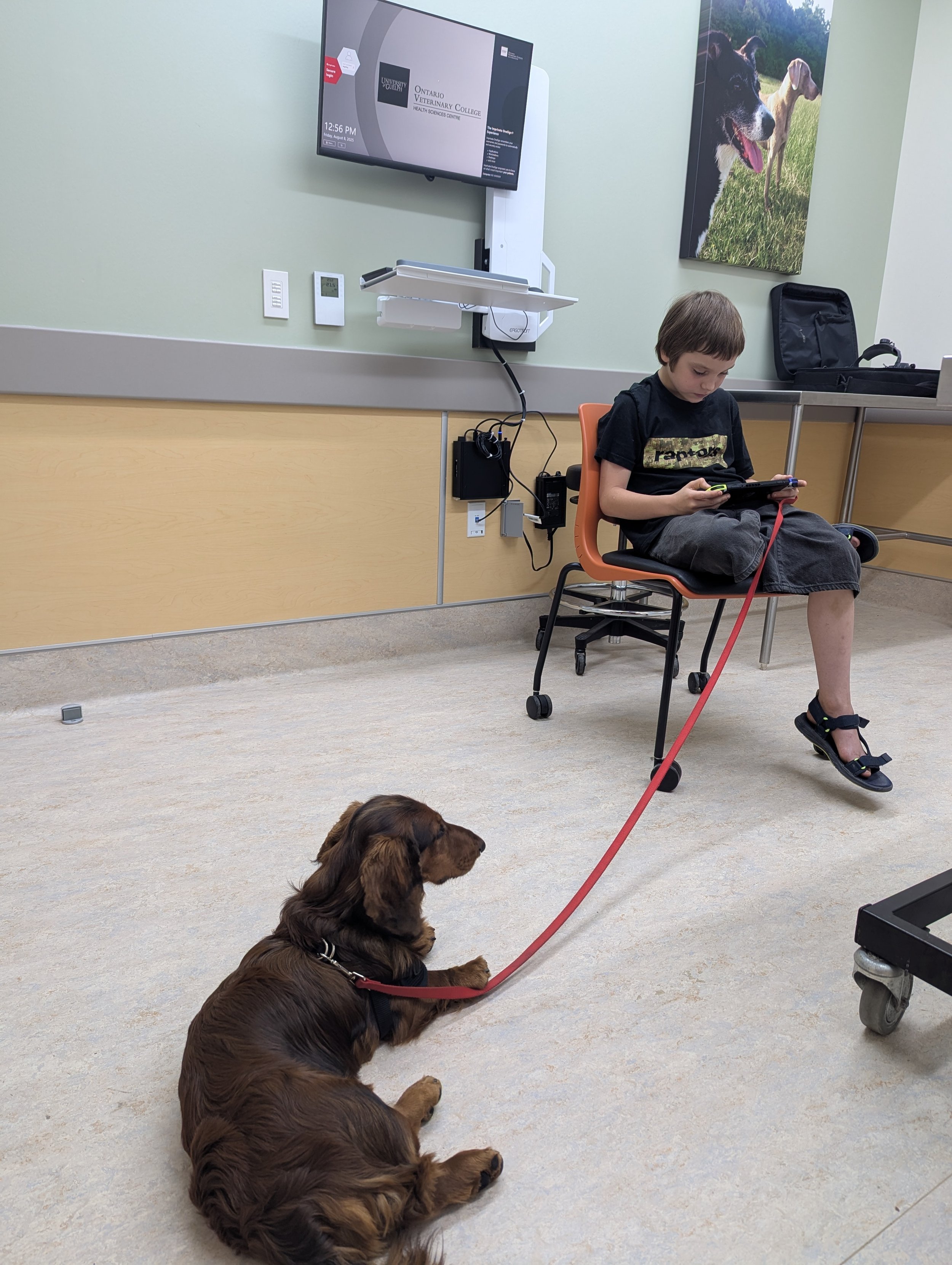 Long haired standard dachshund lies at the feet of a brown haired caucasian boy at a Dr. office.