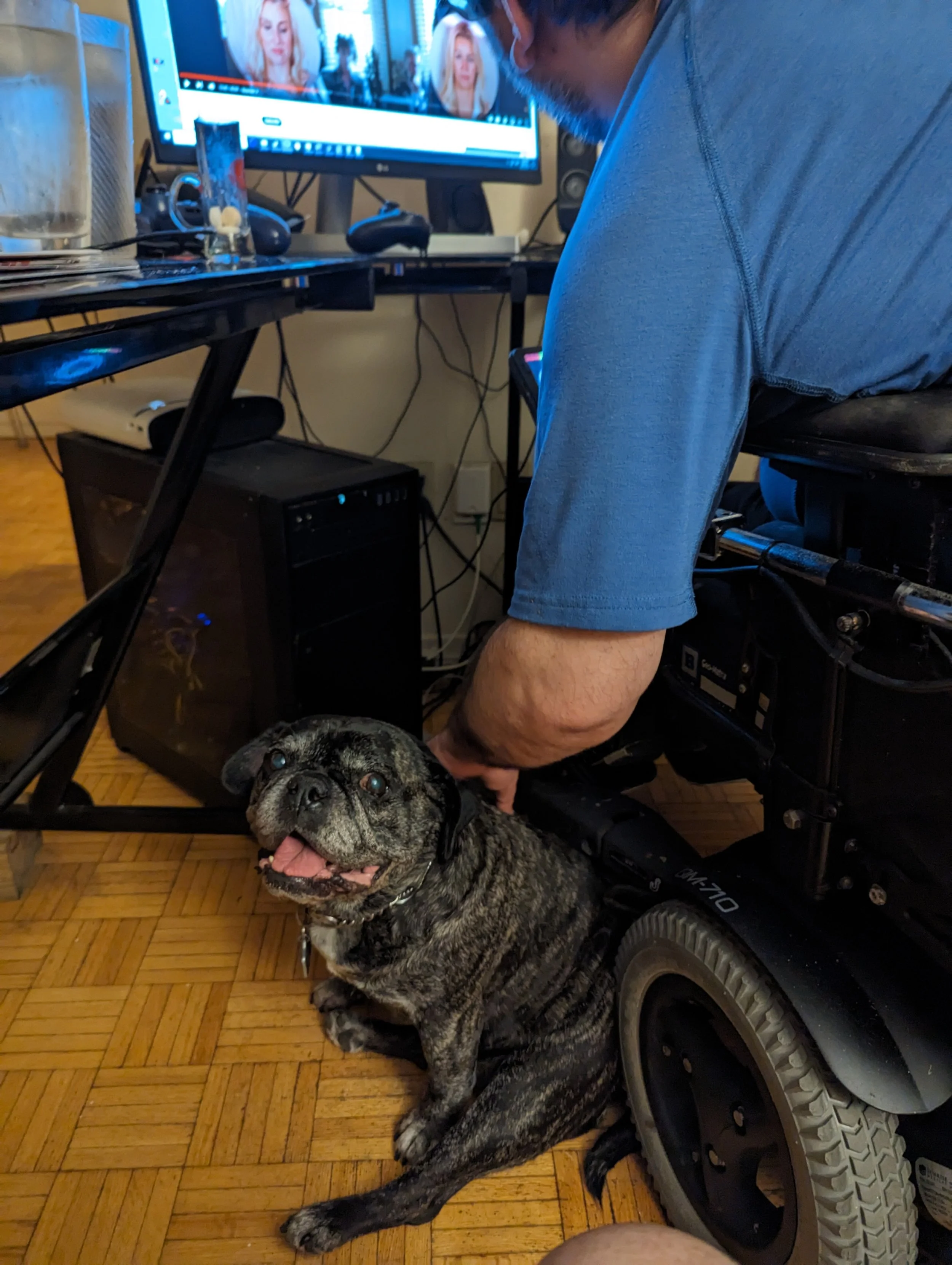 French bulldog pug mix vitis with man in power wheelchair