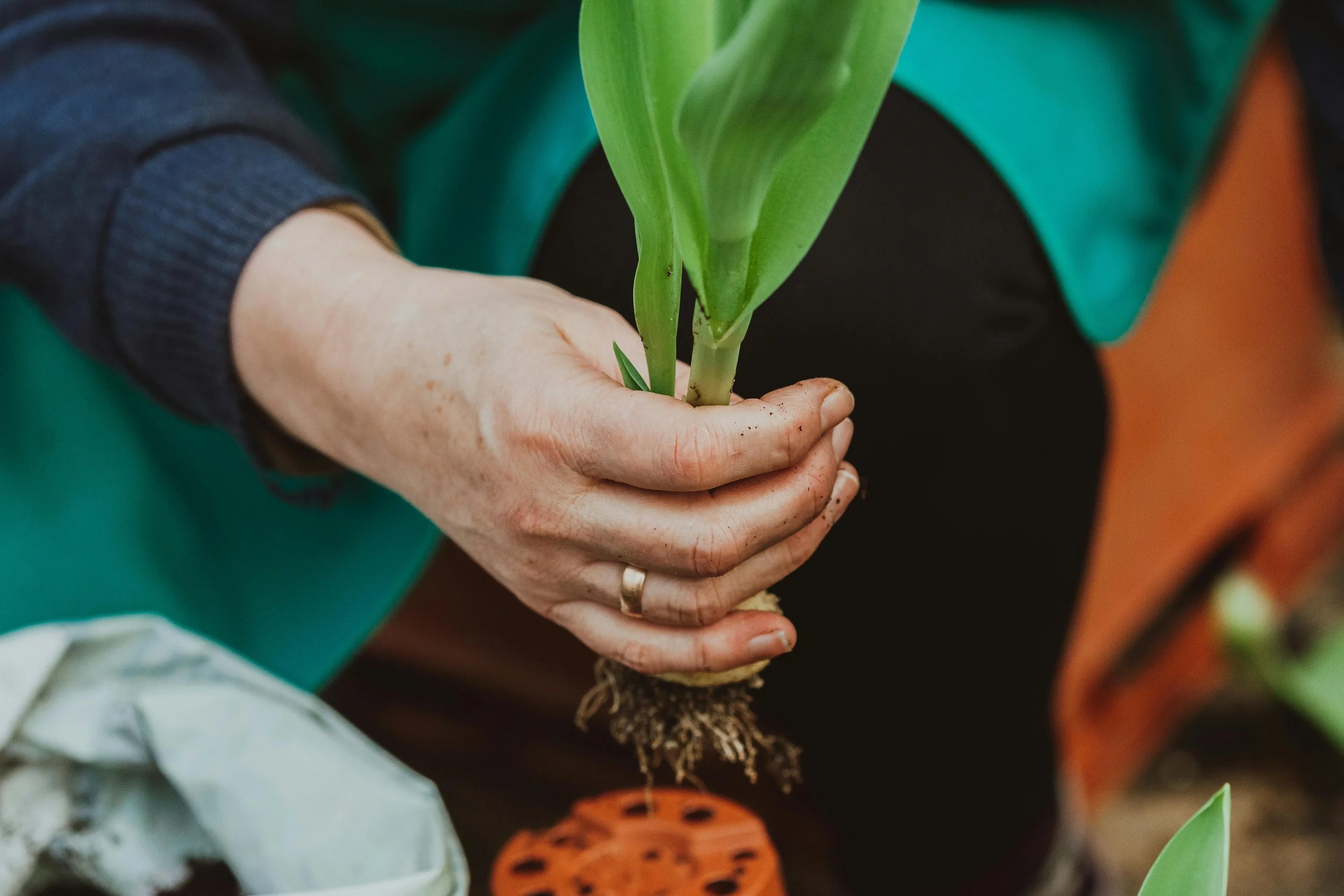 A person planting a green seedlings in soil, holding the plant with dirt on their fingers.