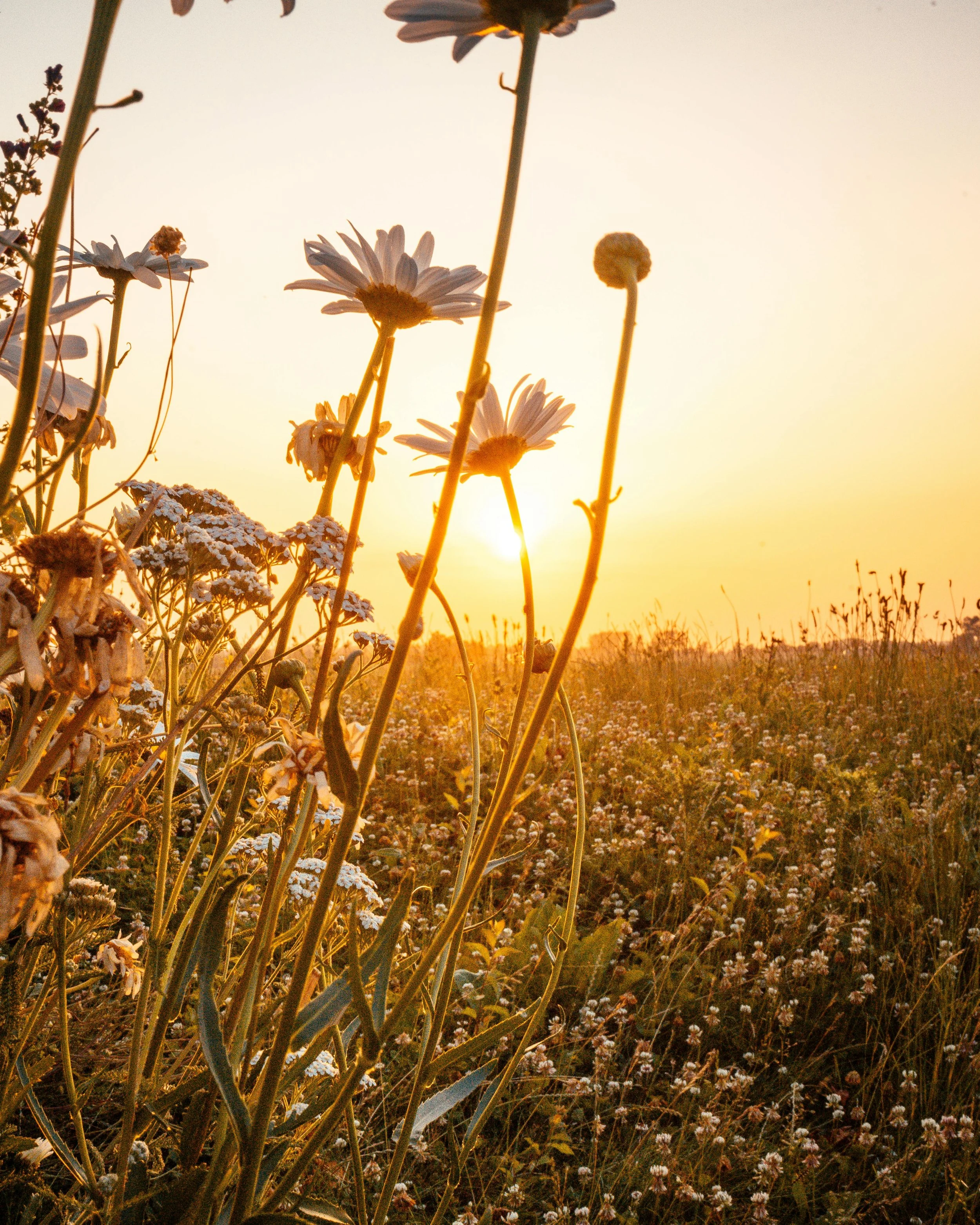 Flowering wildflowers in a field during sunset with a bright sky in the background.