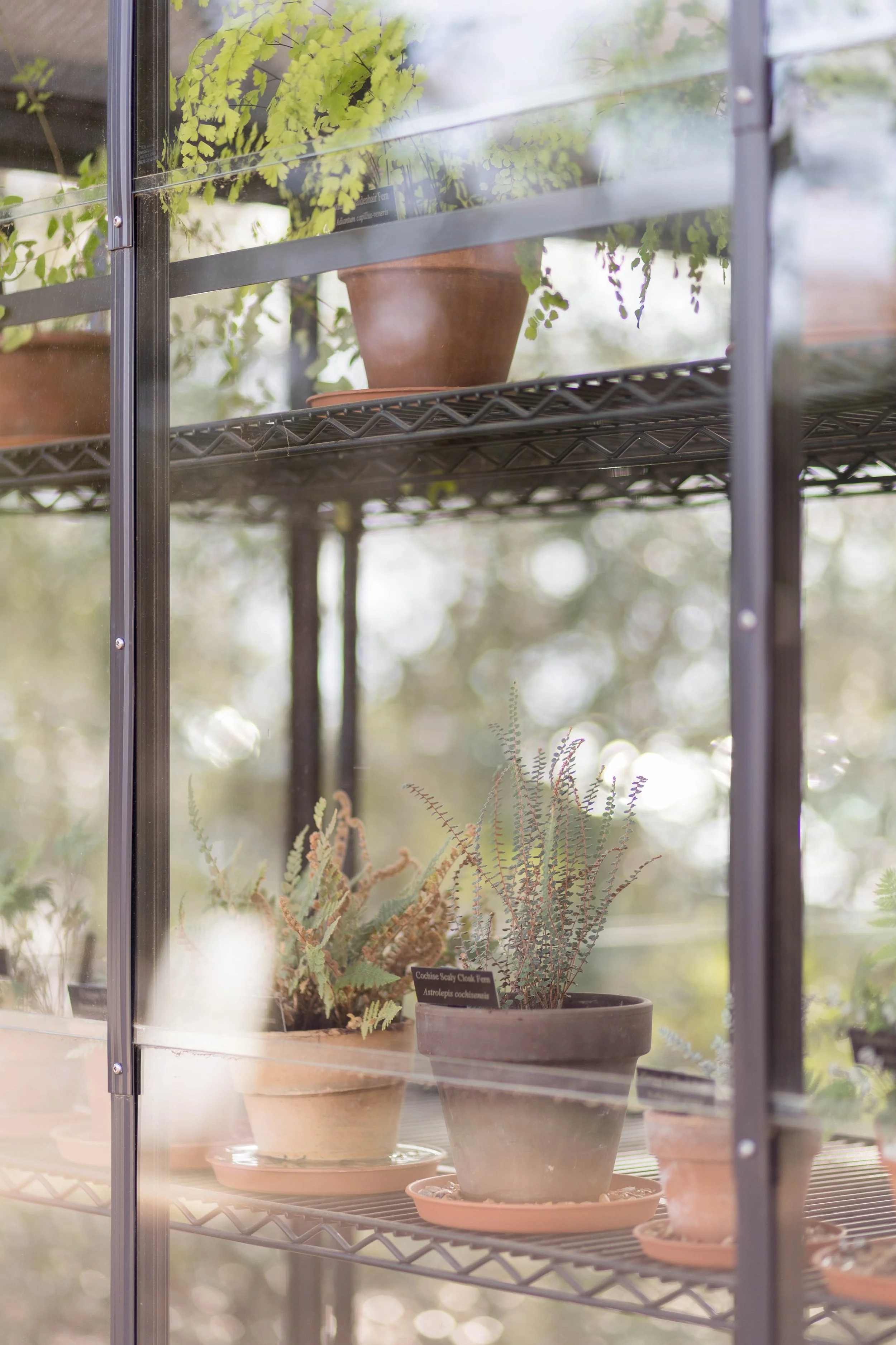 Potted green plants inside a glass display cabinet with metal shelving, outdoors with blurred greenery in the background.