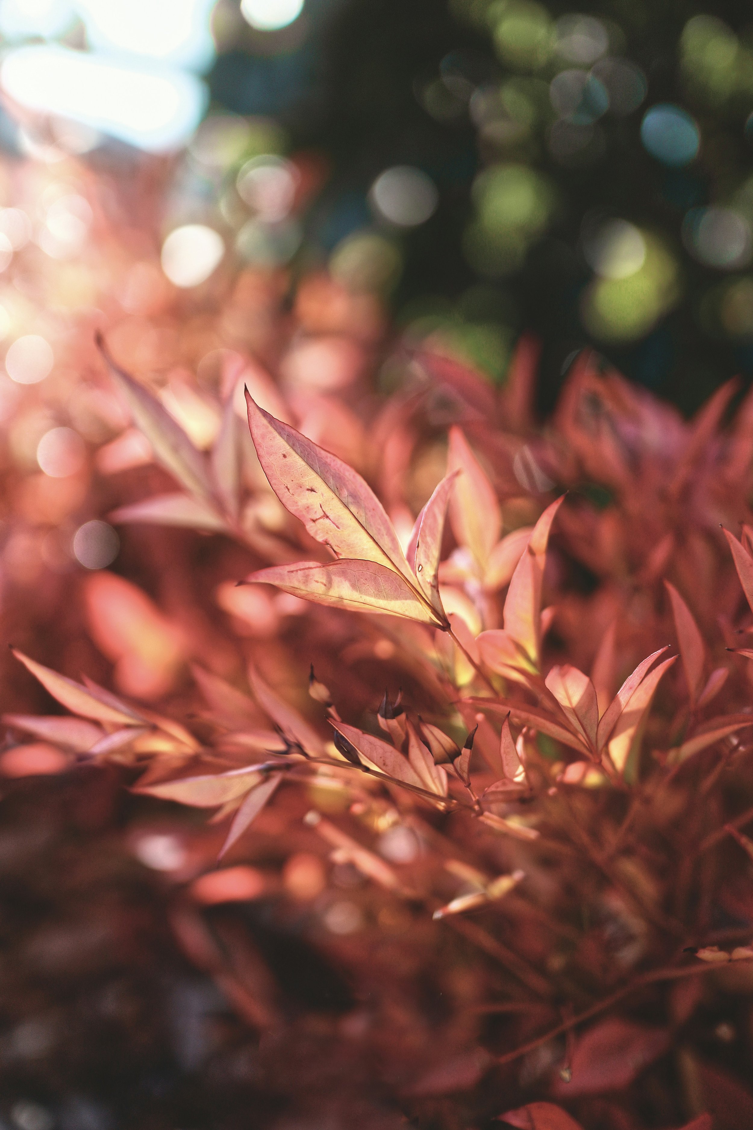 Close-up of pink and reddish plants with sunlight and bokeh background.