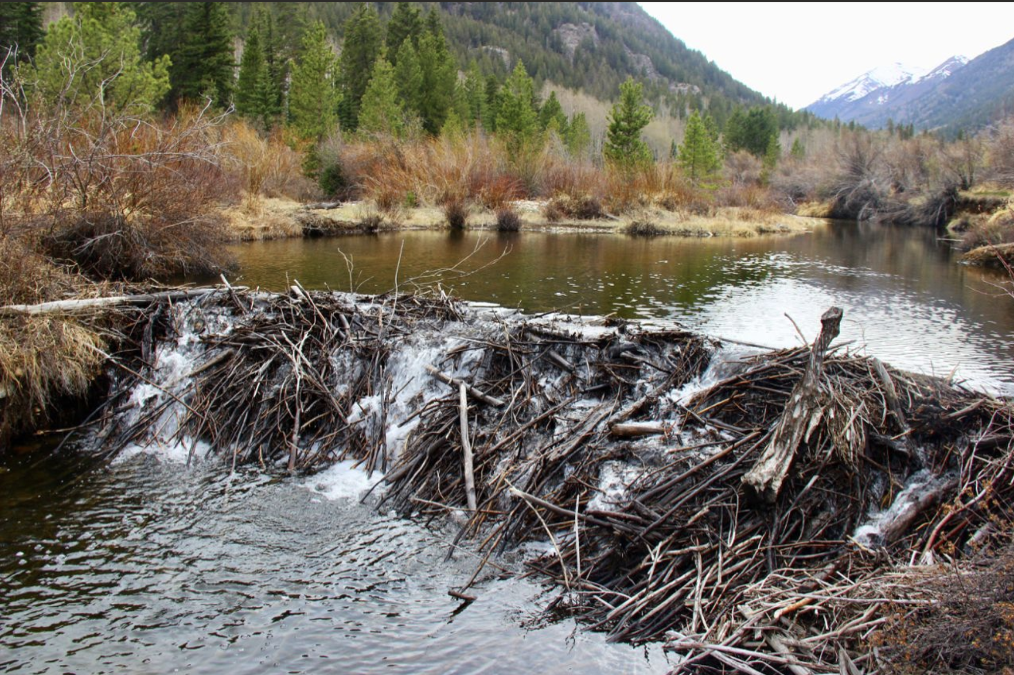 Ep 179: Beavers, Trout, and Beaver Pond Fishing, with Ben Goldfarb