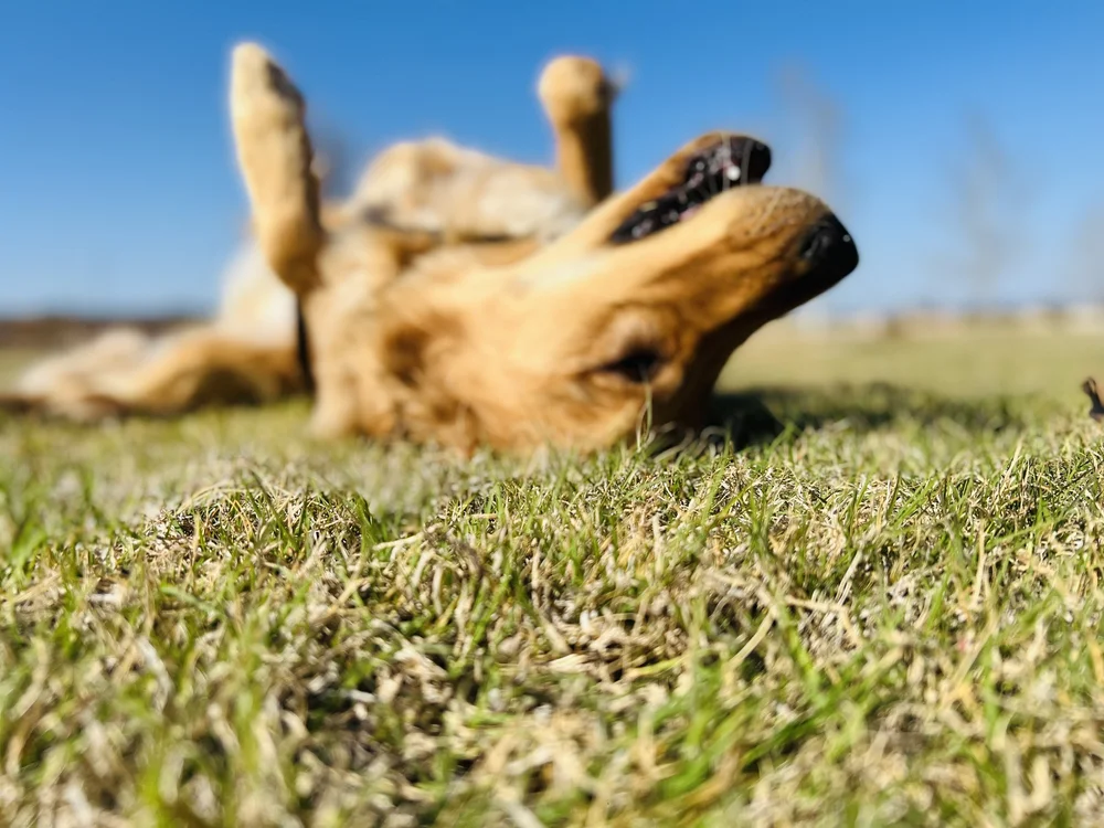 Dog Trainers Kansas City Dog Training Services Camp Lucky Board and Train