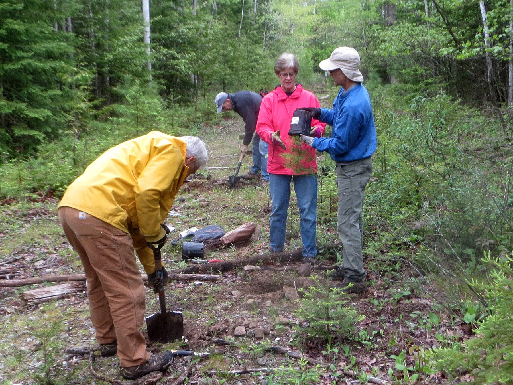 Native tree planting with Door County Climate Change Coalition