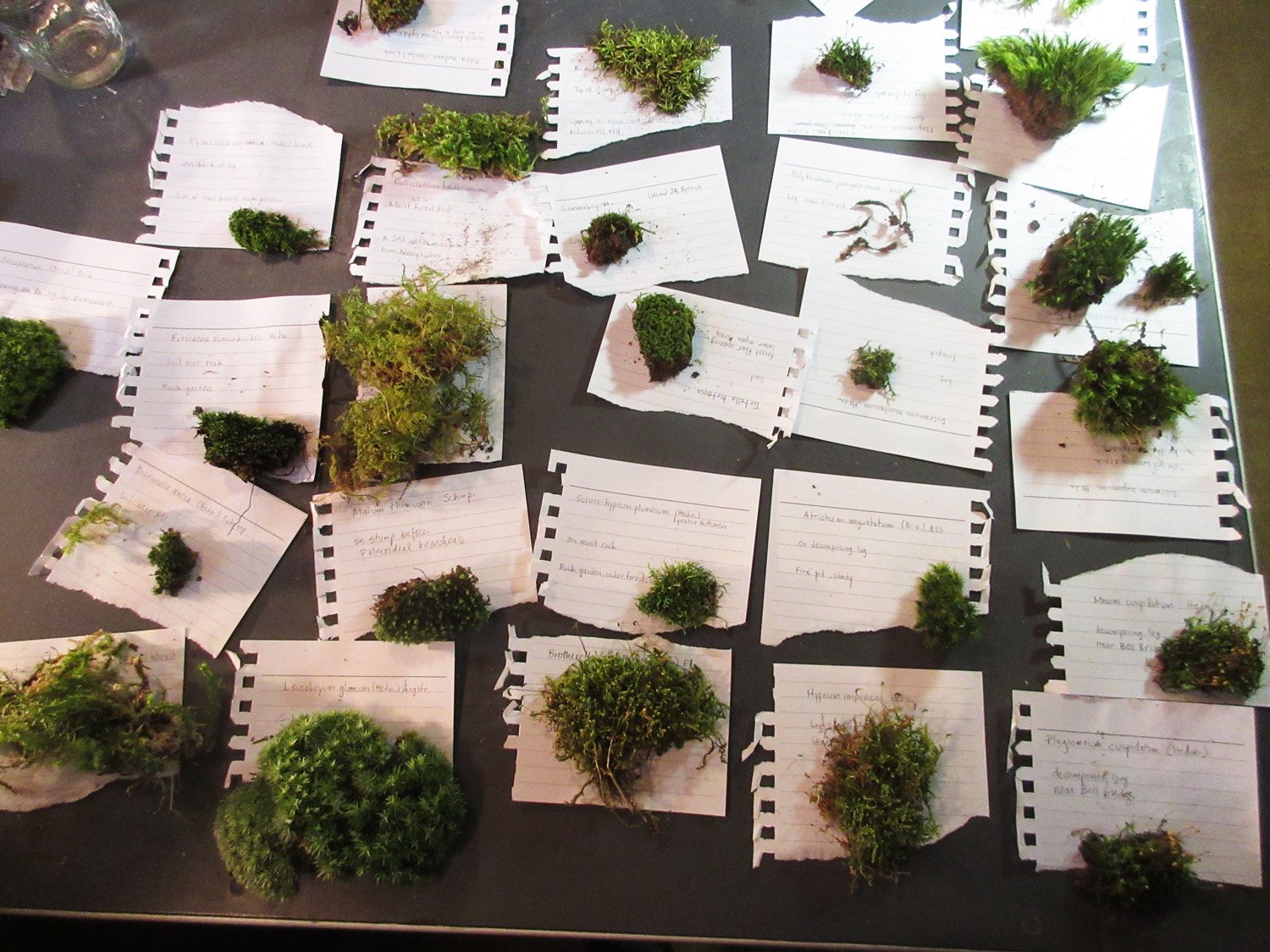 Jamie Ferschinger, moss survey