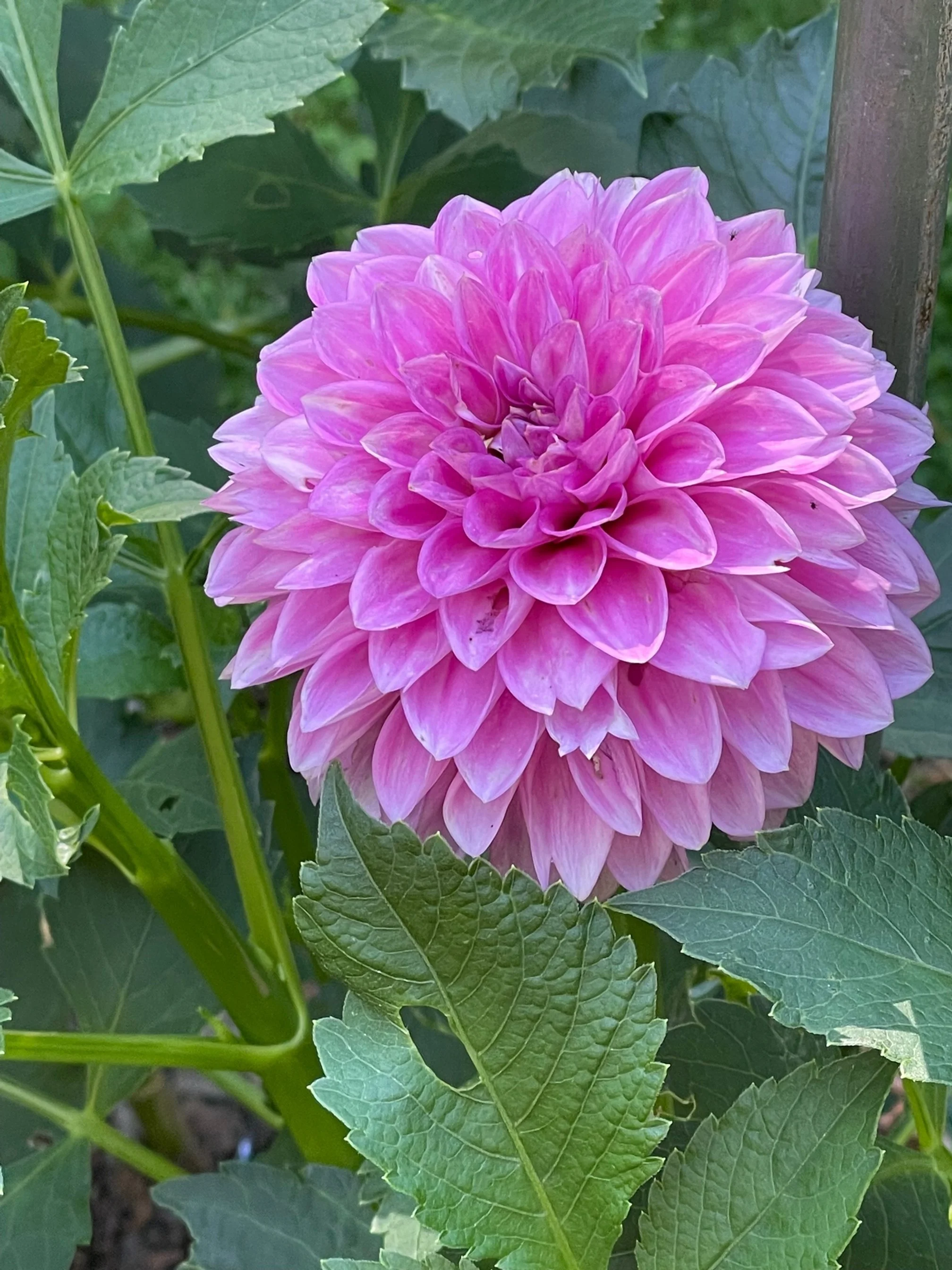 Dahlia at Ron Miner's