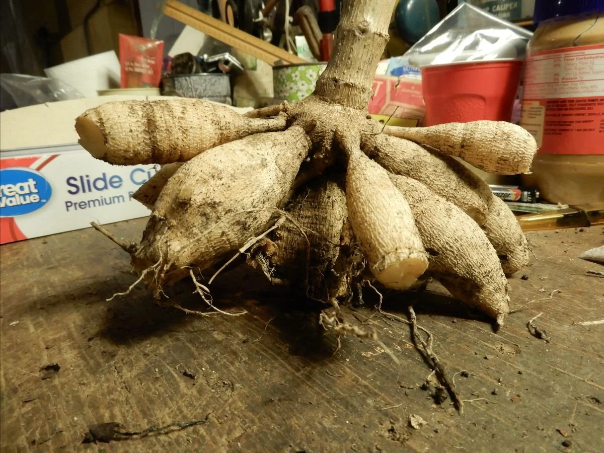 November Digest 2022