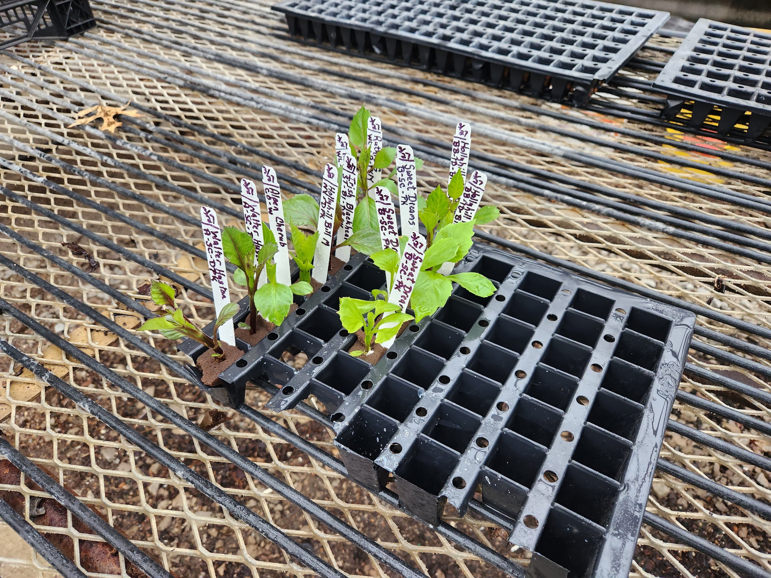 Sprouted cuttings