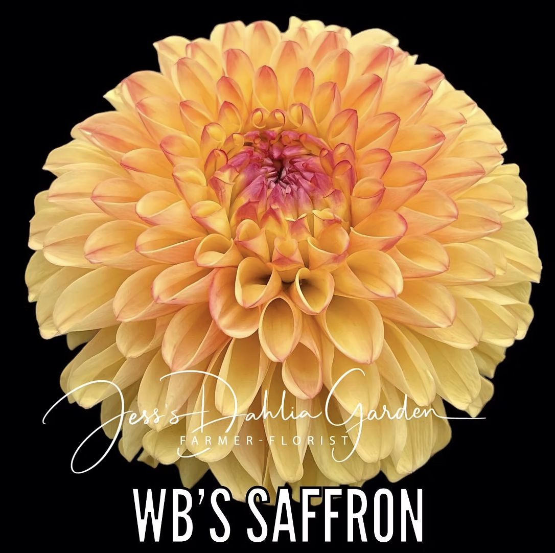 Screenshot 2026-04-25 at 9.35.57 AM.png