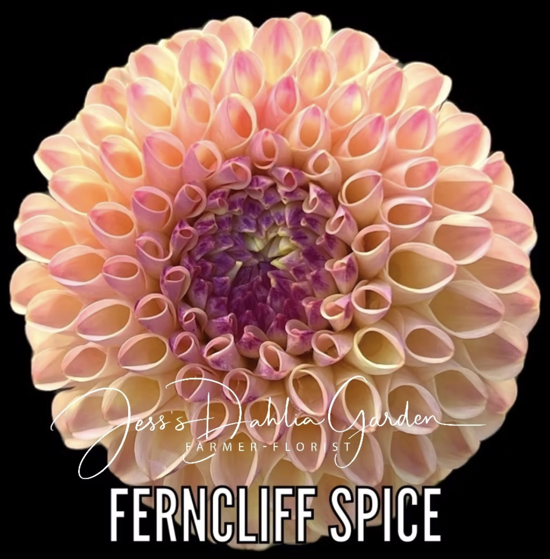 Screenshot 2026-04-25 at 9.07.20 AM.png