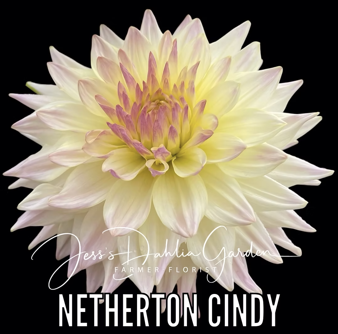 Screenshot 2026-04-25 at 8.53.36 AM.png