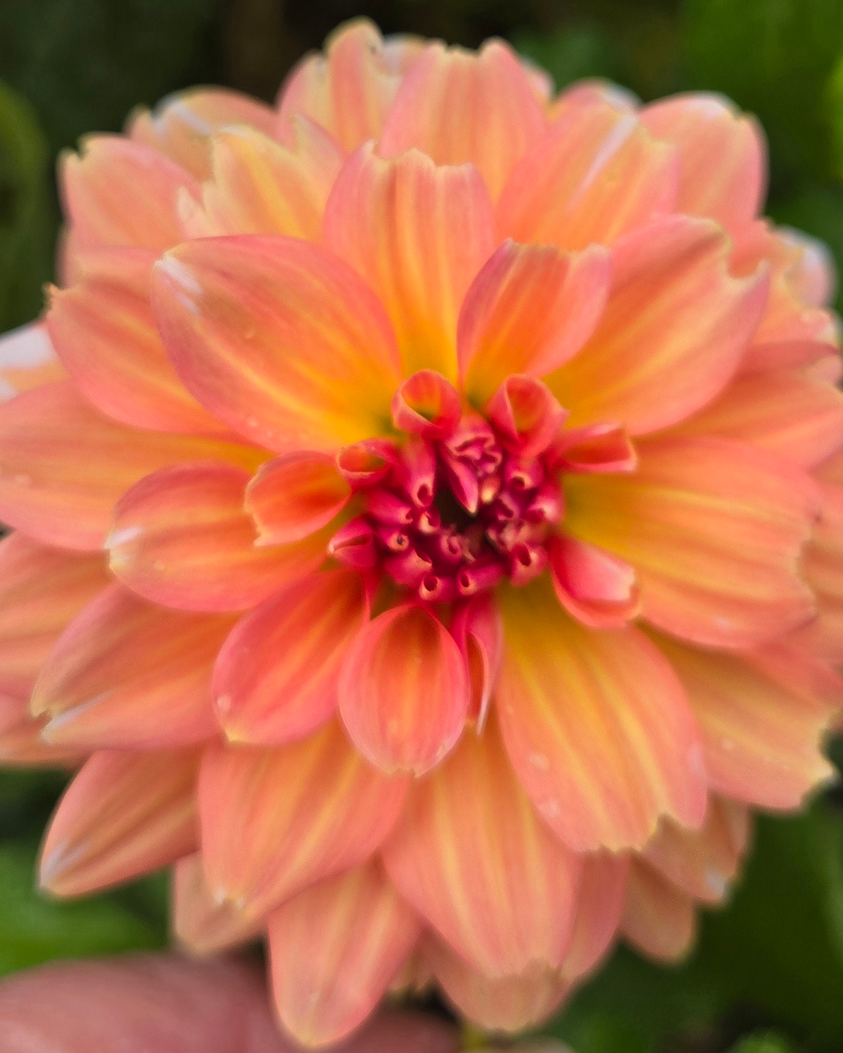 Connecticut Coral.png