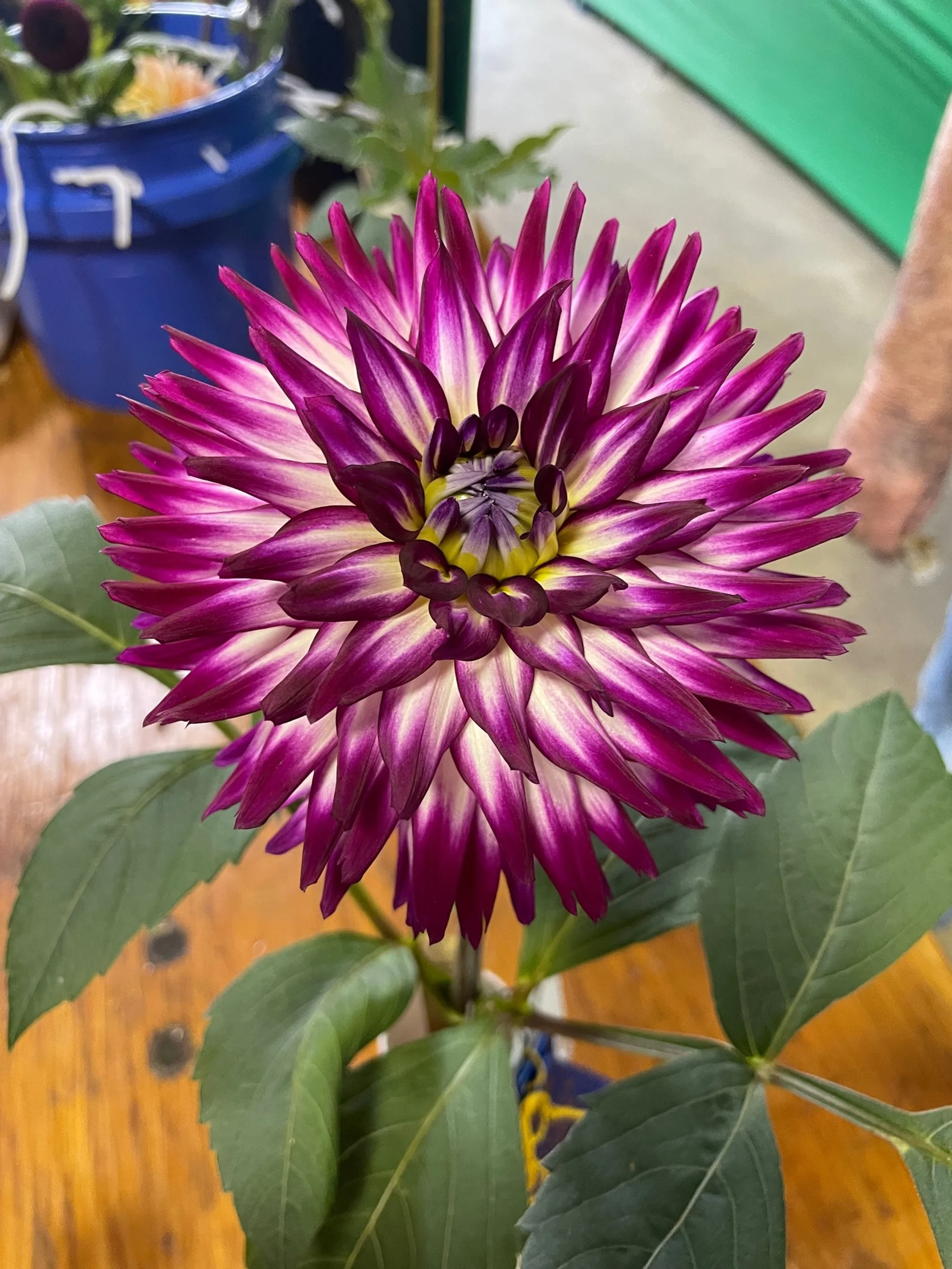 Badger Twinkle dahlia