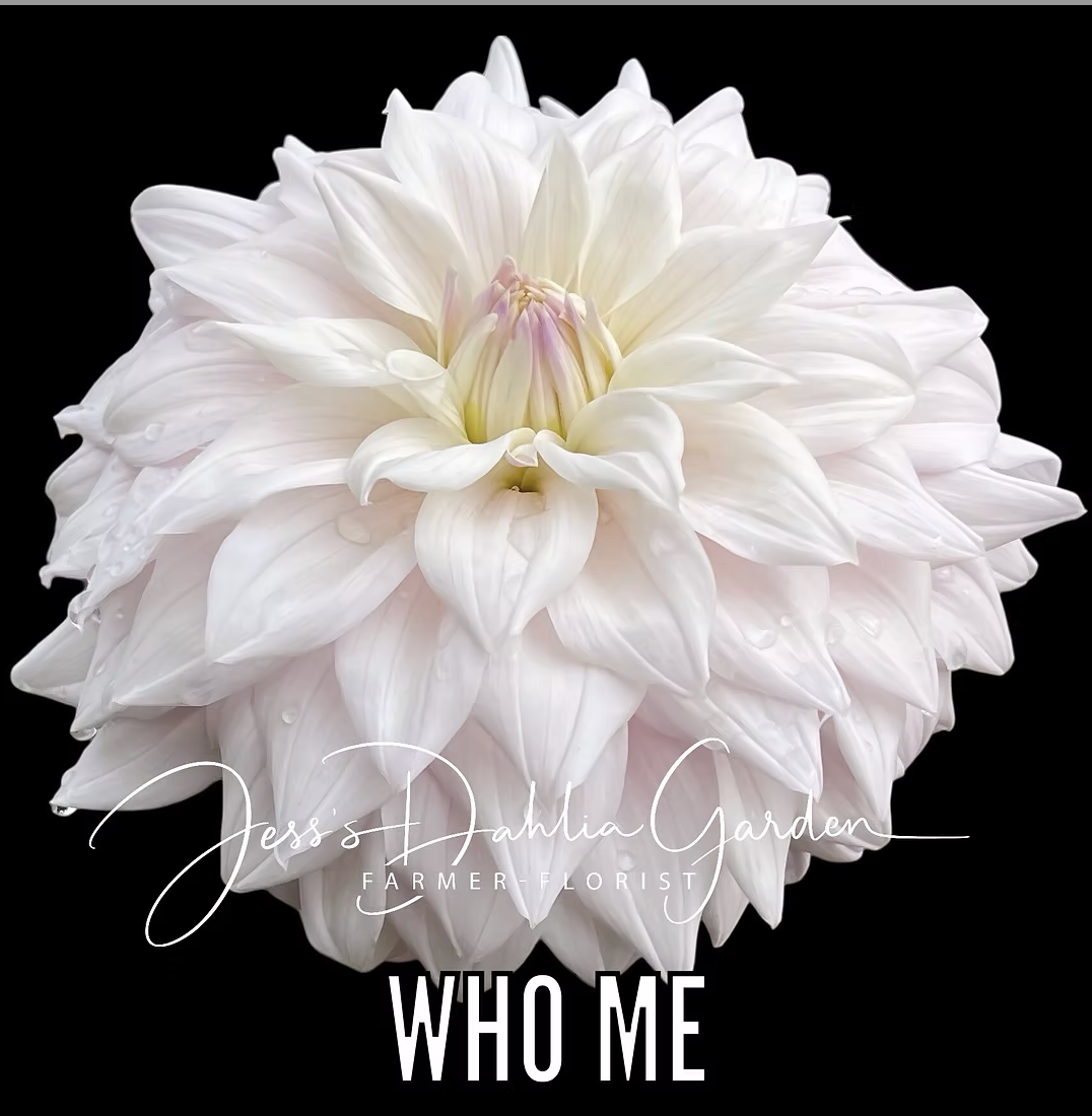 Screenshot 2026-04-25 at 9.36.45 AM.png